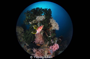 Reefscapes/Lembeh strait, Indonesia, Canon 5D MarkIII, 8-... by Yuping Chen 